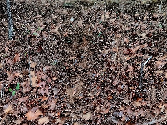 Deer trail.