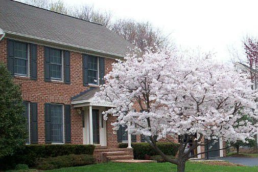 House in Spring