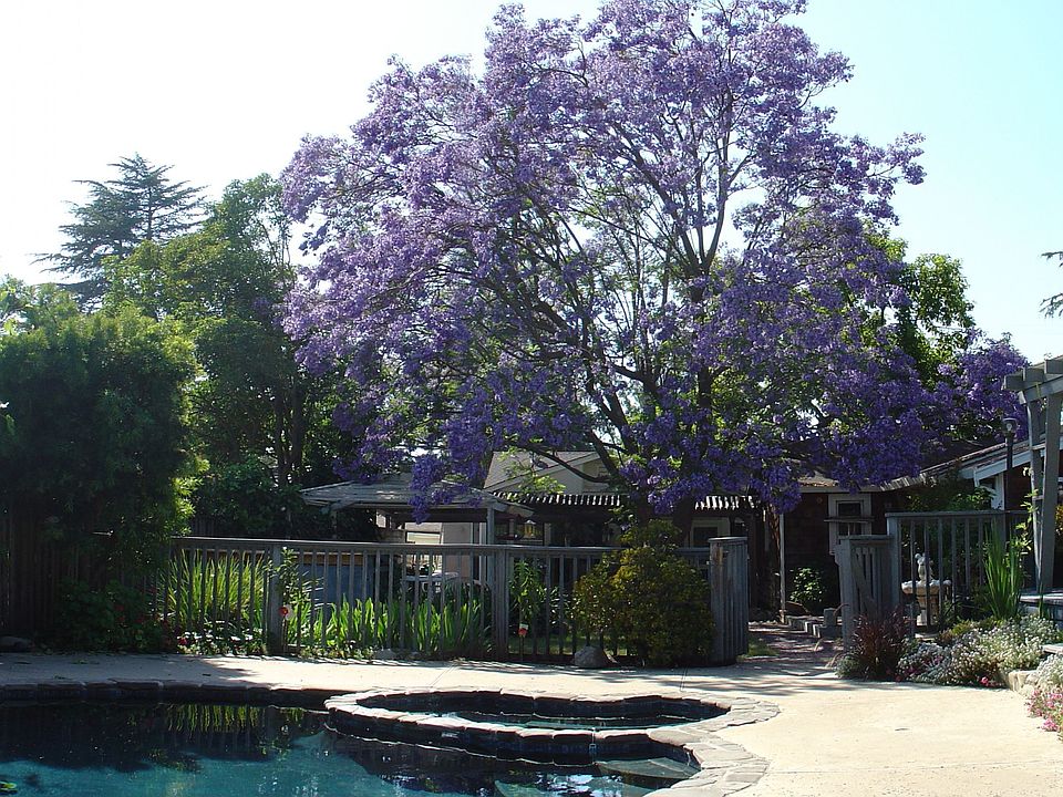 Pool, Tub and Lilac Tree