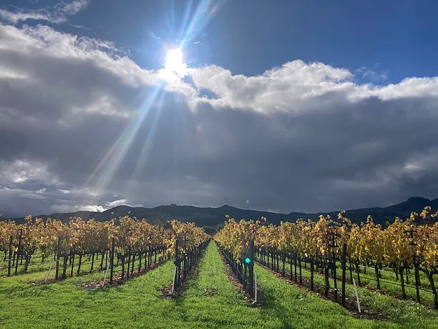 Green Valley Rd.-lined with vineyards