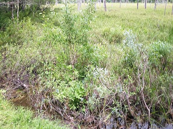 2nd image of Pine Wood Dr