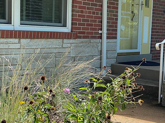 Native plant and pollinator garden attracts birds, butterflies, rabbits, and even a deer (once).