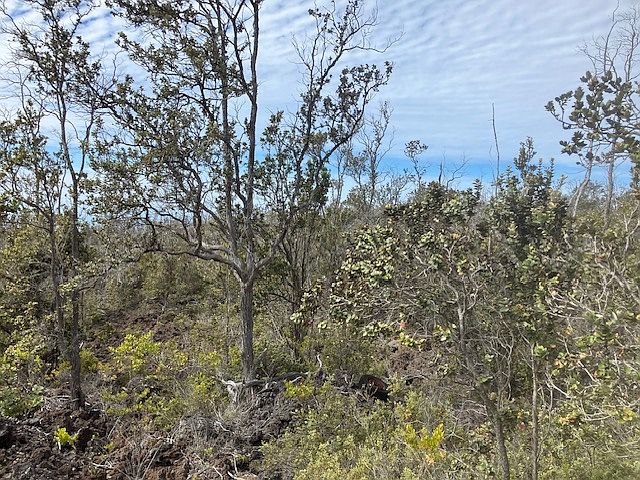 2nd image of Koa Ln Lot 20