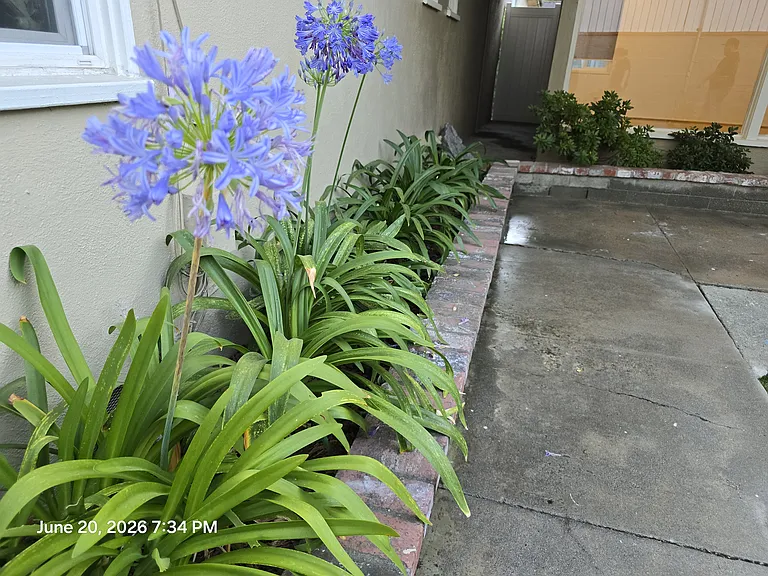 This picture shows the mature flower beds to the left of the living room windows