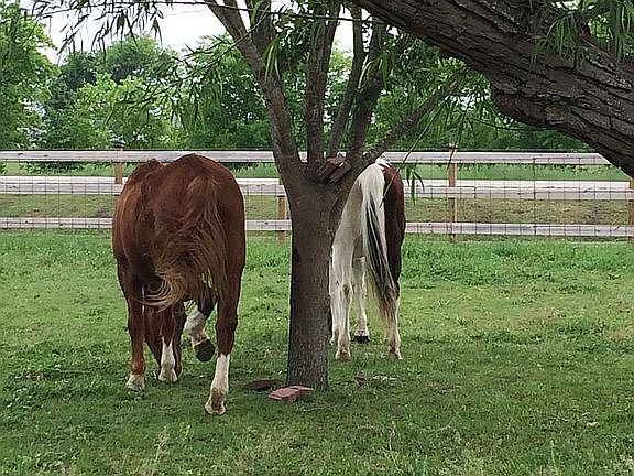 1 acre land for animals