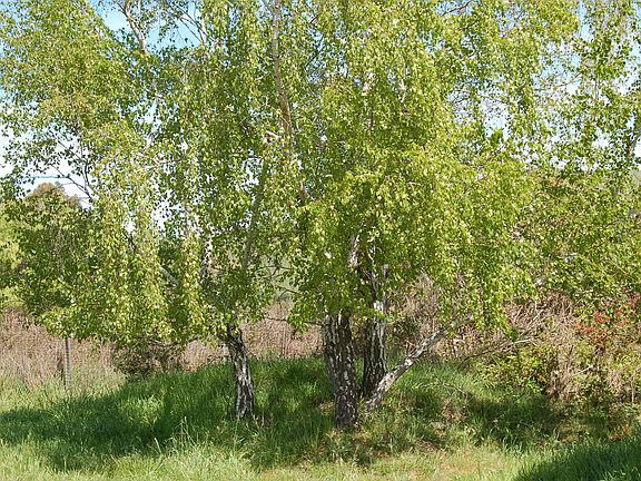 Birch trees near the house