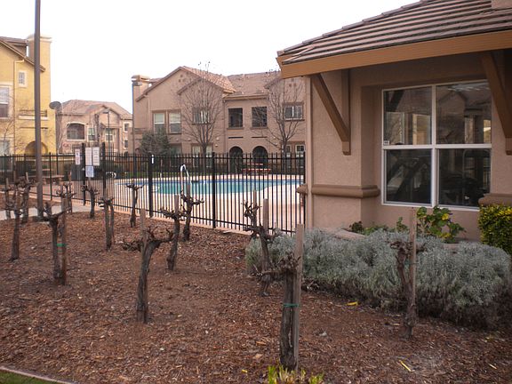 Grape vineyard & the pool
