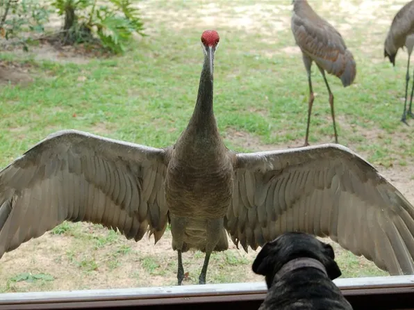 13668 NE 226th Avenue Rd, Fort Mc Coy, FL 32134