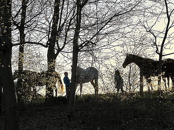 Surrounded by a horse farm.