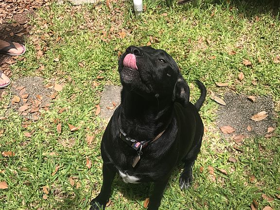 Our dog , Chance