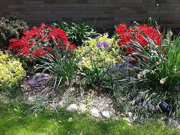 Flowers in bloom in front yard.
