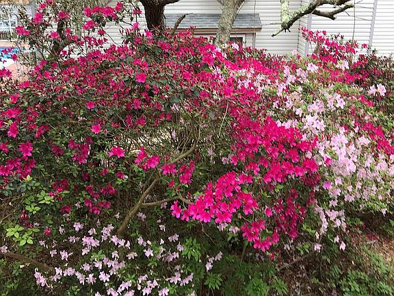 Azaleas on property