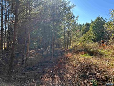 Gray Rd, Mentone, AL, 35984