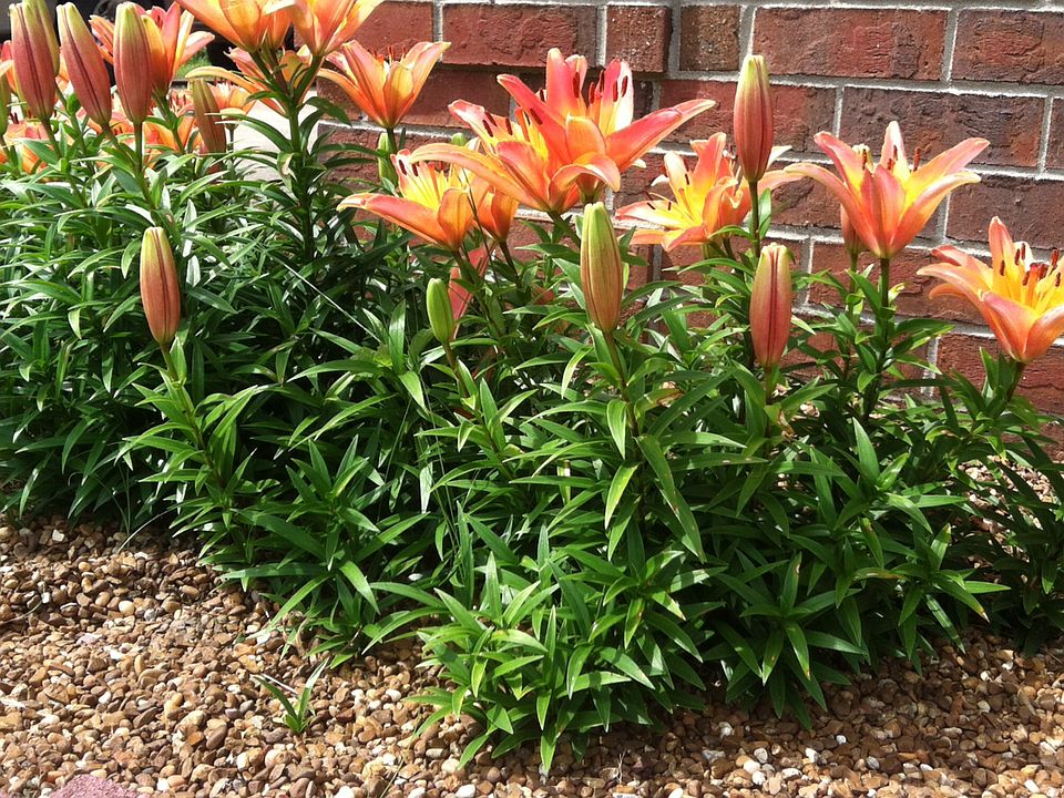 Lilies bloom every year