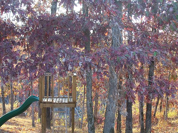 View from back porch