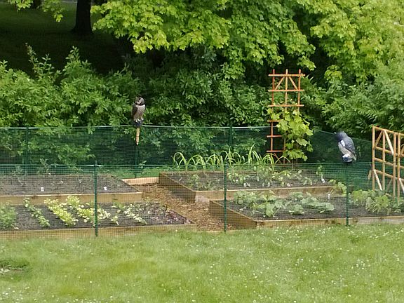 Veggie Garden