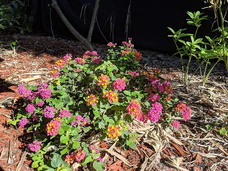 Lantana flowers in Lantana.