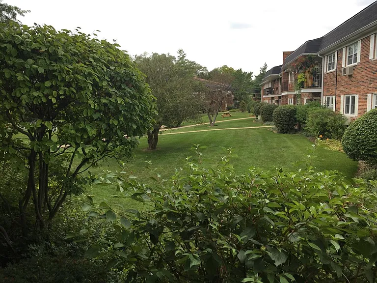 Backyard from patio view2