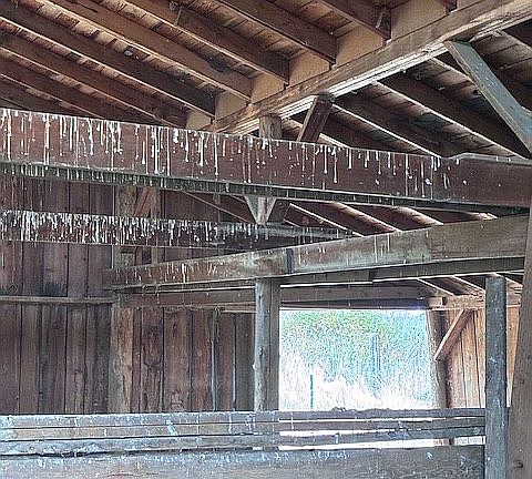 roof above stalls in barn