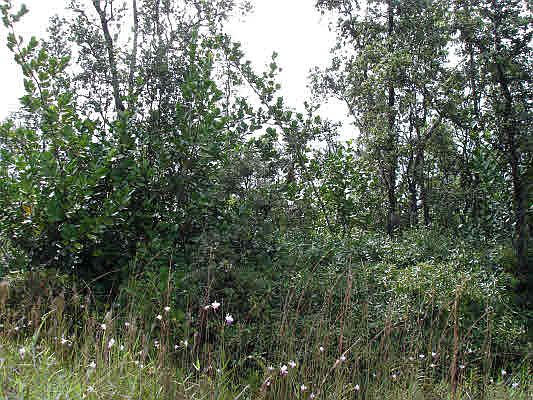 1st image of Kaloli Dr