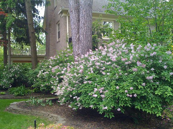 Front Side Lavender Bushes