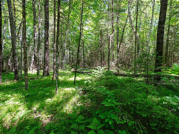 2nd image of 33 Acres Buffalo Lake Road