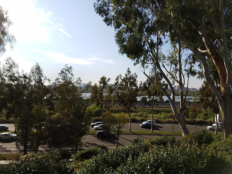 View of the bird reserve from the community field.