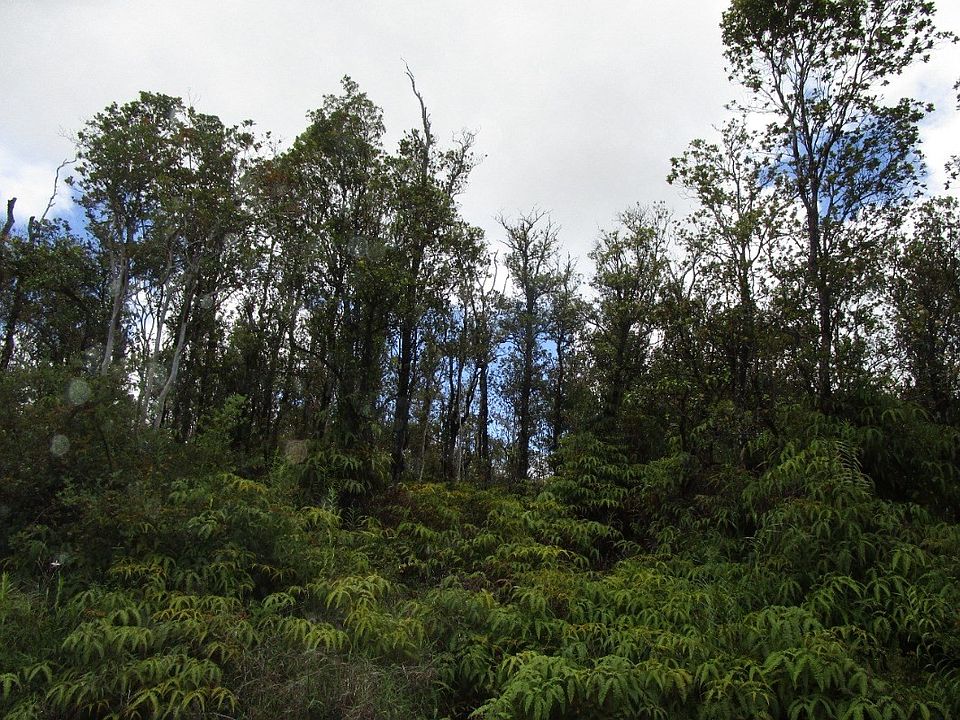 1st image of Jungle King Ave Lot 53