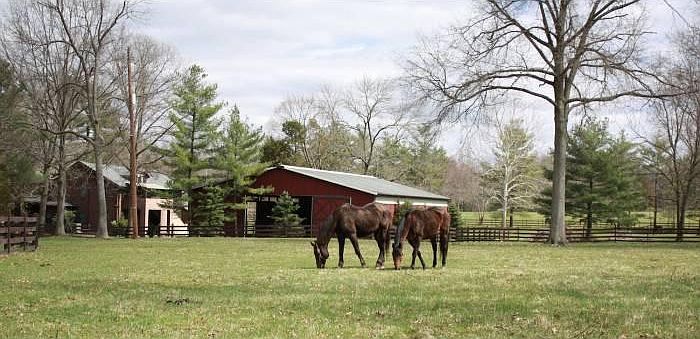 Horse fields