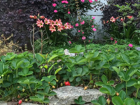 Thousands of strawberries!