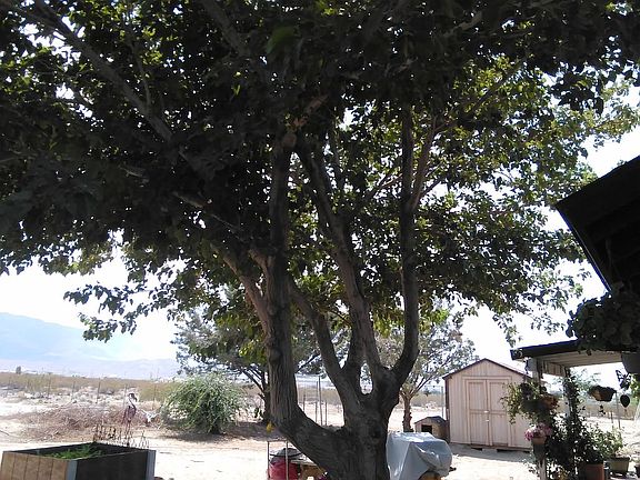 full fruitless mulberry back