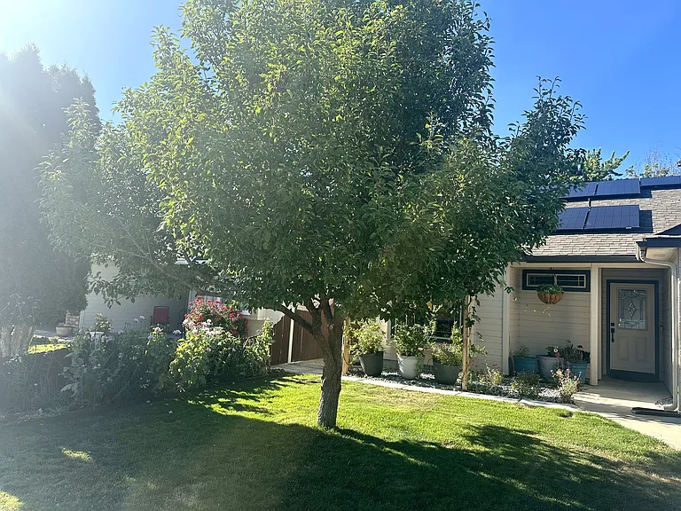 Front yard pear tree