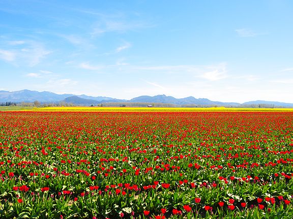 Skagit County Tulips