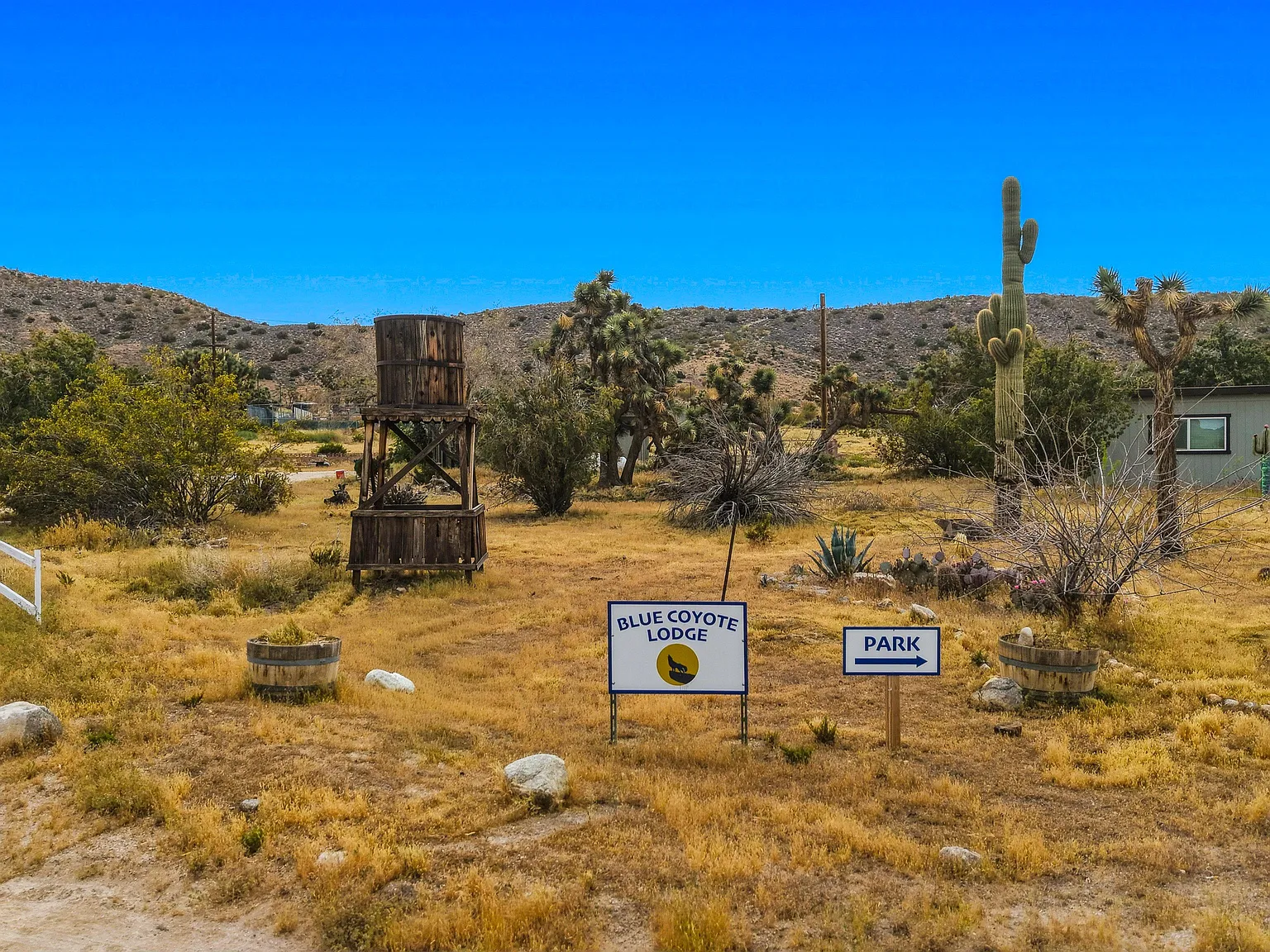 Blue Coyote — Photo 3