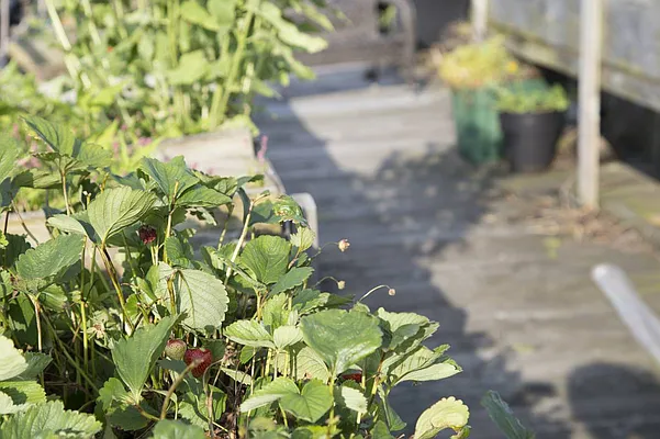 Rented by City Vista Inc | media 49