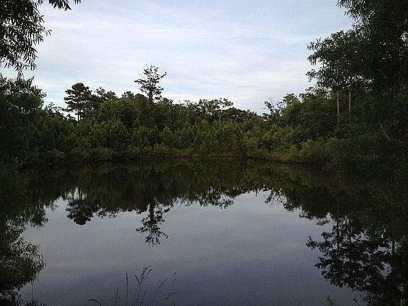 Pond
