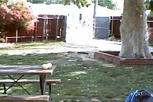 Back yard showing back driveway gate.