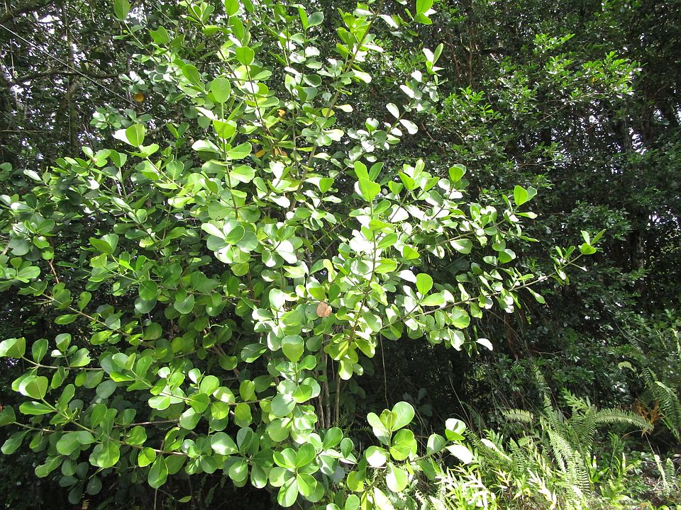 1st image of Amau Rd Lot 138