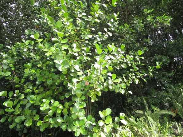 Amau Rd Lot 138, Keaau, HI 96749