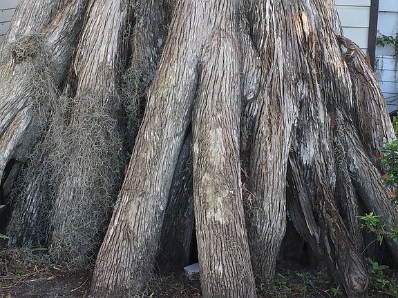 Ancient Cypress Trees
