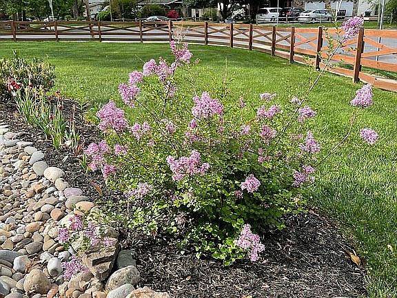 2021 Front yard