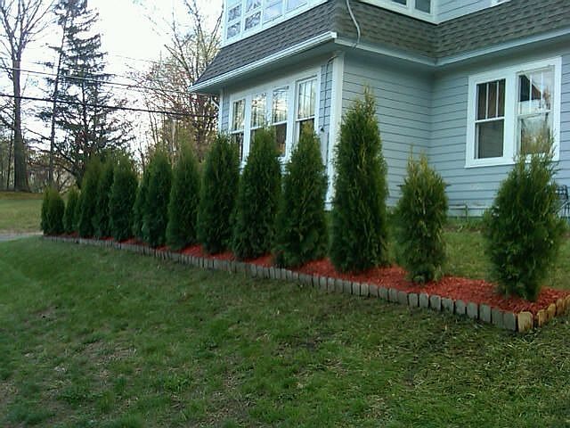 16 arbervites planted april 2010