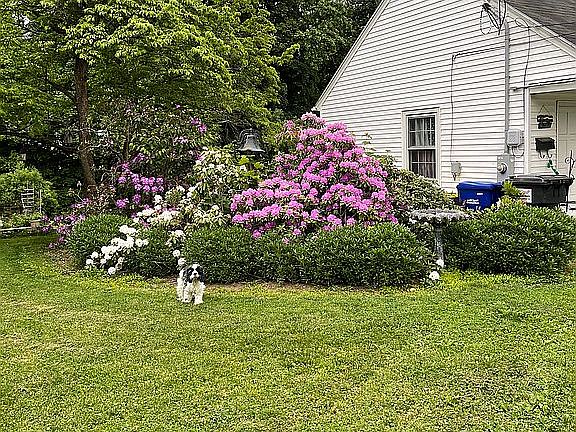Beautiful Hydrangea Plants