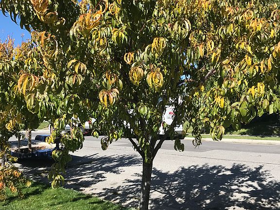 4 mature peach trees