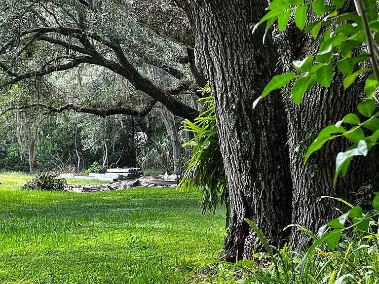 Old oaks in backyard