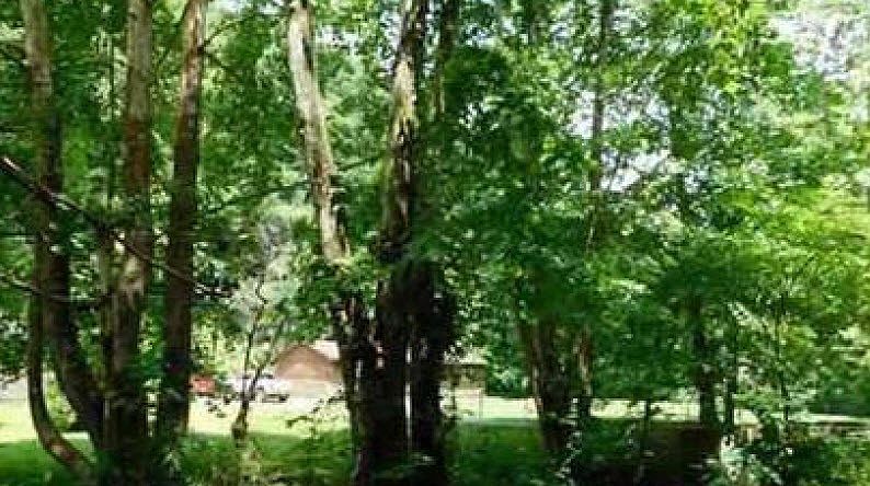 2nd image of 163 Browns Fork Rd