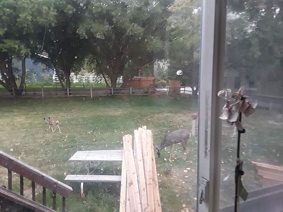 Deer in back yard - through window
