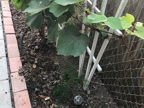 Grape ?? vine more in back??