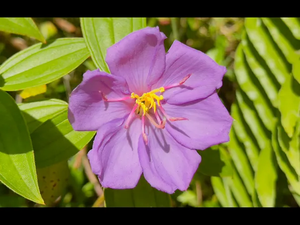 16th Ave Lot 326, Keaau, HI 96749