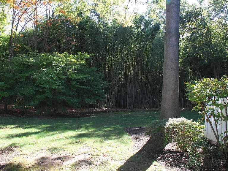 Backyard View